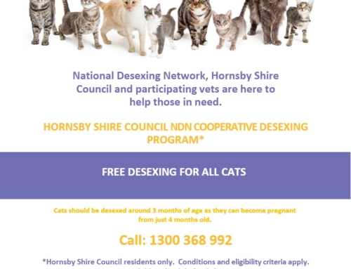 Hornsby Shire Council Cat Desexing Program