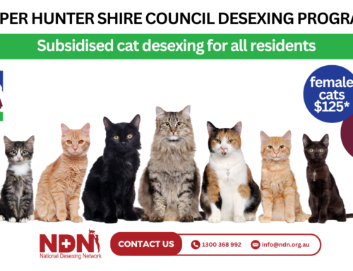 Subsidised Cat Desexing for Upper Hunter Shire Council Residents