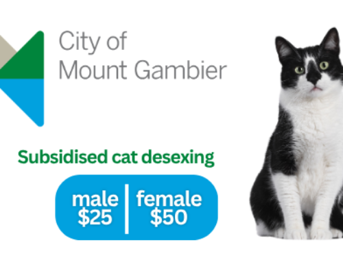 City of Mount Gambier Subsidised Cat Desexing (SA)