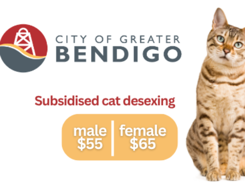 City of Greater Bendigo Subsidised Cat Desexing (VIC)