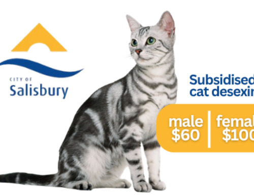 City of Salisbury Subsidised Cat Desexing (SA)