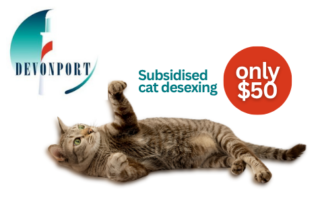 Subsidised cat desexing program for Devonport City residents – National Desexing Network