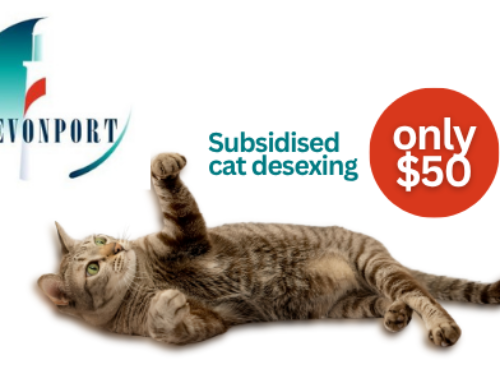 Devonport City Subsidised Cat Desexing (TAS)
