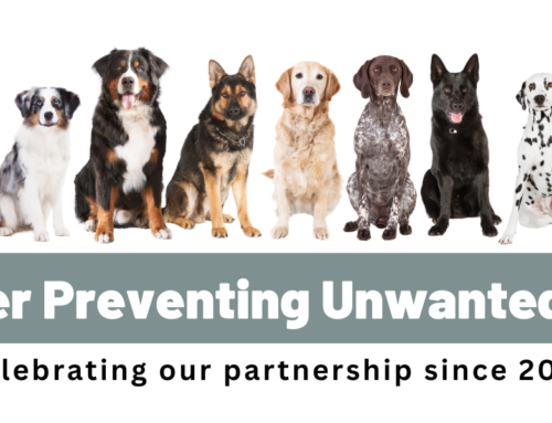 Celebrating Our Partnership with Scratch Pet Food