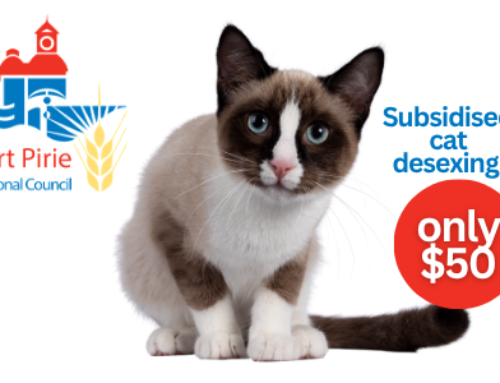 Port Pirie Subsidised Cat Desexing (SA)